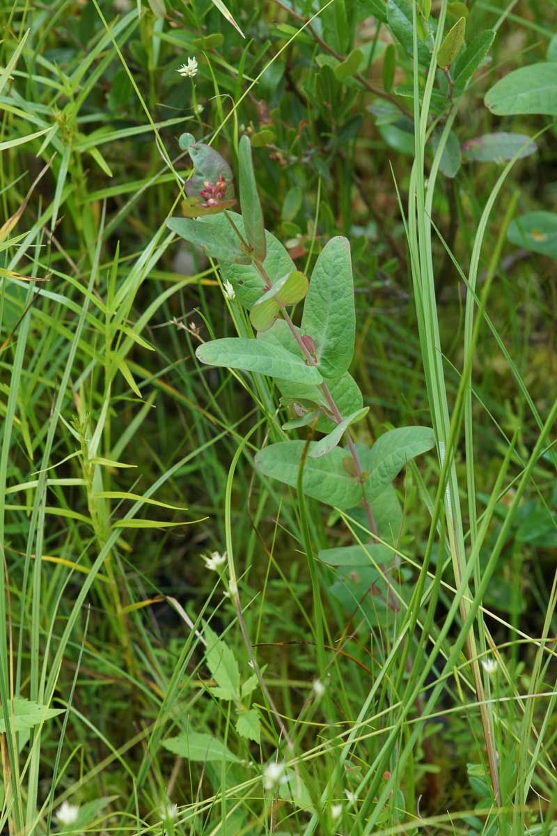 Marsh St Johnswort Triadenum Fraseri Lake And Wetland Ecosystems