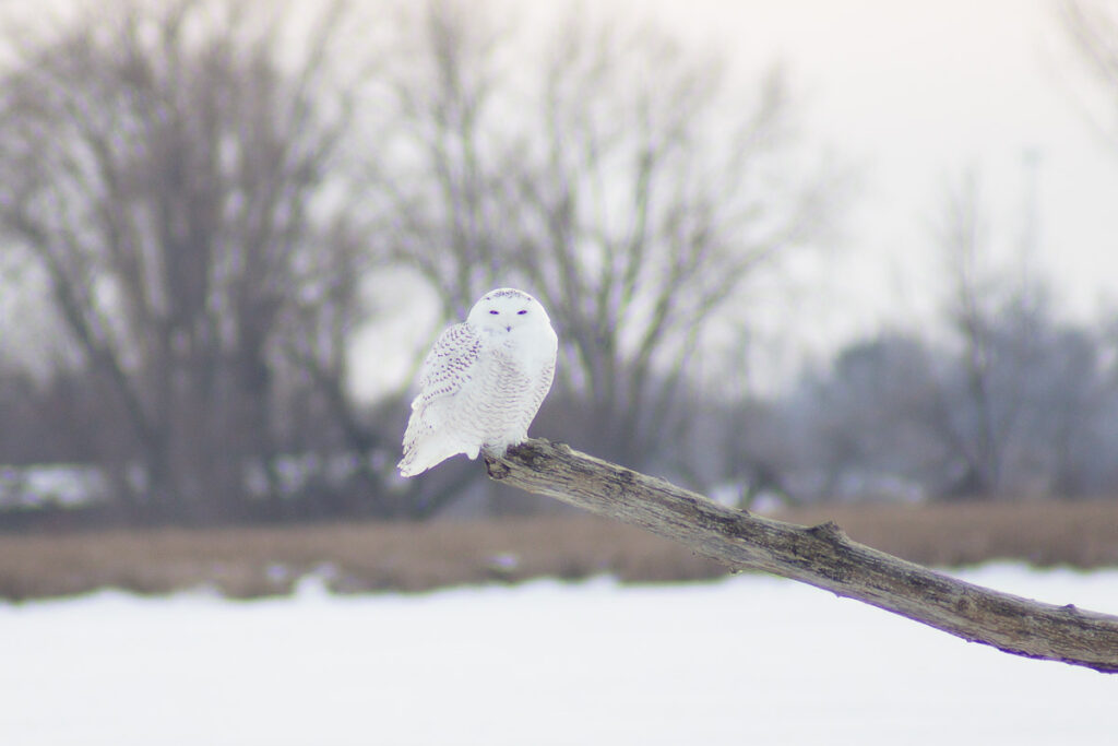 Snowy Owl Perch