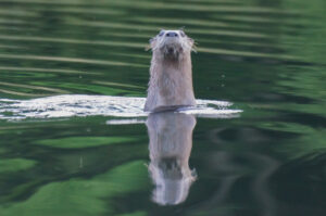 Watchful River Otter