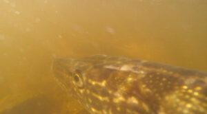 Migrating Northern Pike