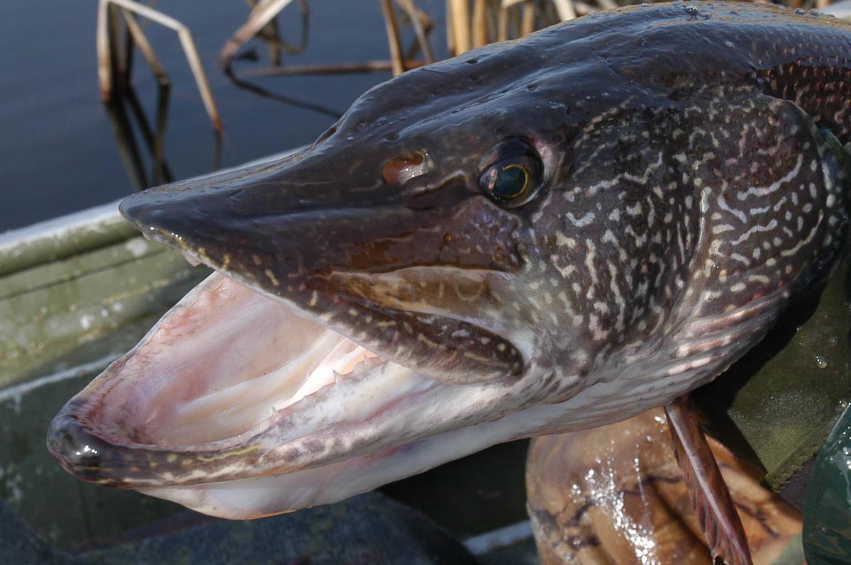 Northern Pike (Esox luscious) Spawning Migration | Lake and Wetland ...