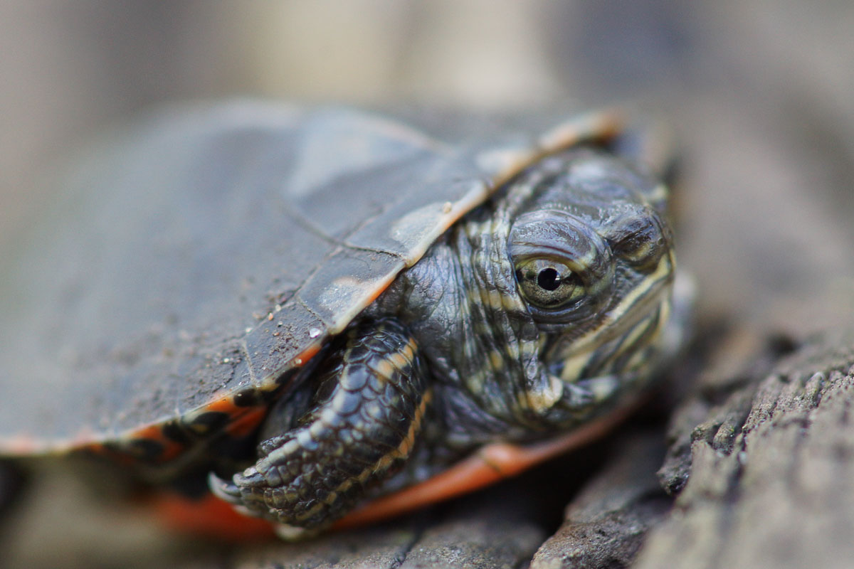 painted turtle hatchling        
        <figure class=