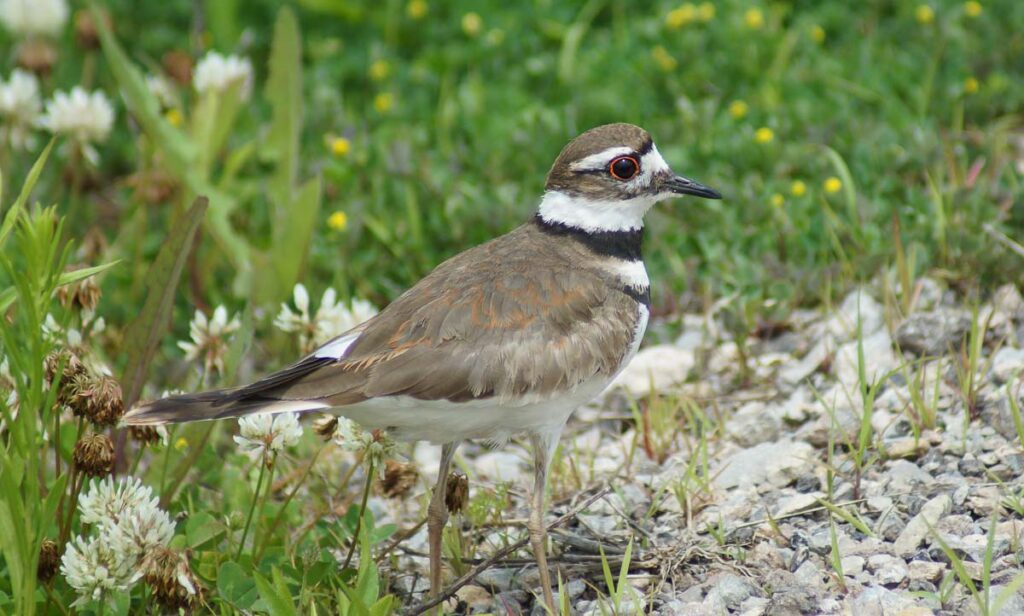 Killdeer