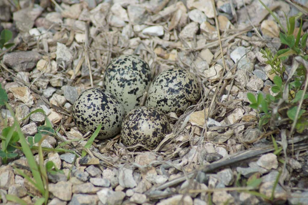 Killdeer Eggs and Nest
