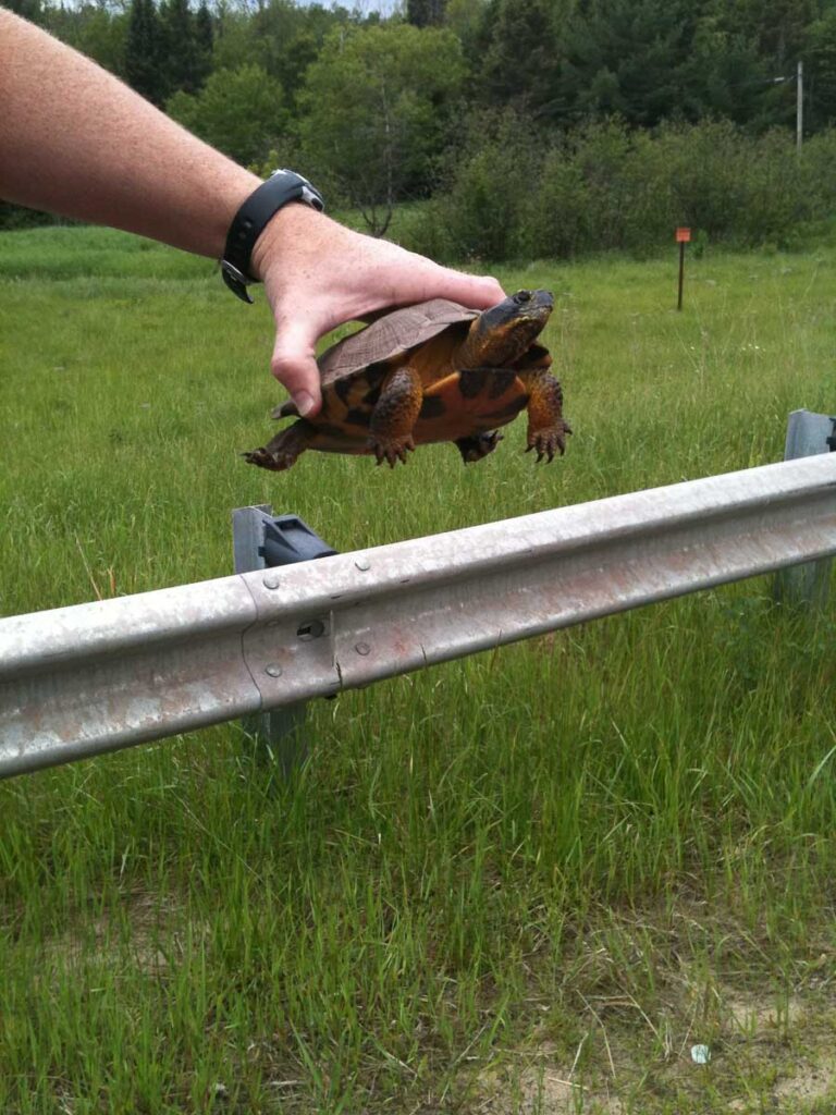 Wood Turtle on Road
