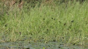 Red-Winged Blackbirds on Wild Rice