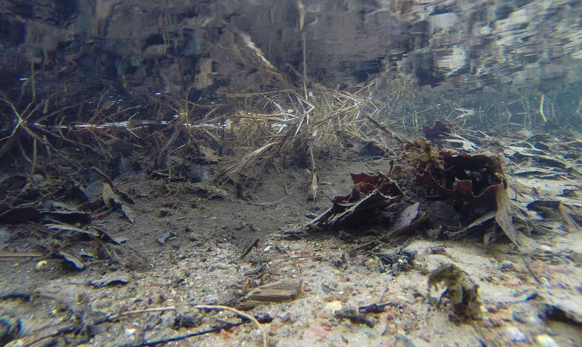 What Is Detritus Lake And Wetland Ecosystems