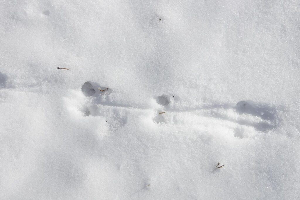 Shrew or Mouse Tracks in Snow