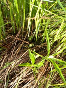 Sedge Meadow Leaf Litter