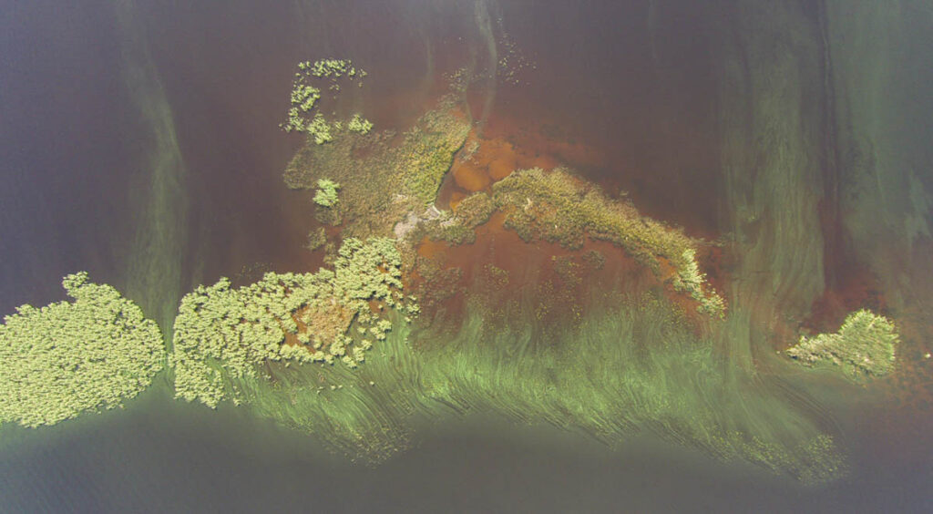 West Bay Cane Algae Bloom