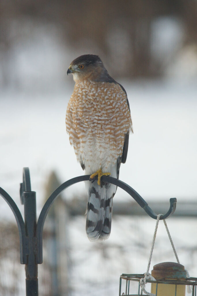 Cooper's Hawk