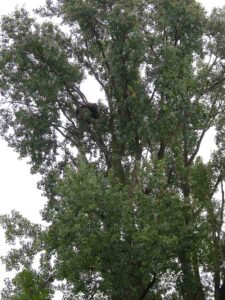 Bald Eagle Nest