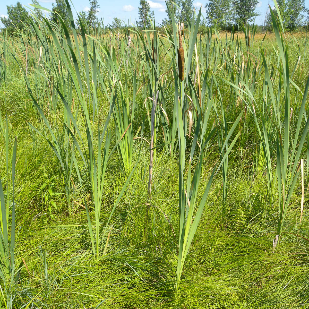 Broadleaf Cattail (Typha latifolia) | Lake and Wetland Ecosystems