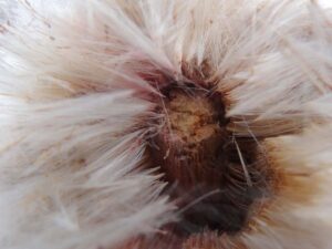 Cattail Seed