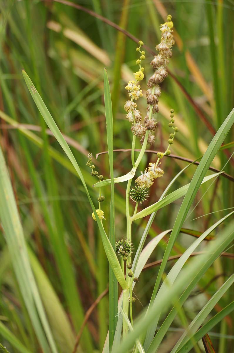 Common Bur-Reed Flower