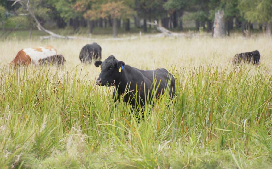 Cows in Wetland