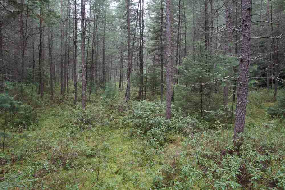 Coniferous Bog