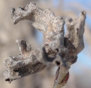 Cottonwood Gall