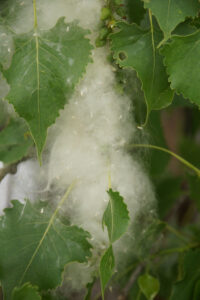 Cottonwood seeds