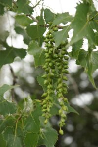 Cottonwood seedpods