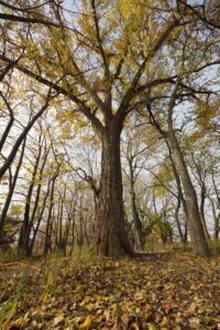 Cottonwood Tree