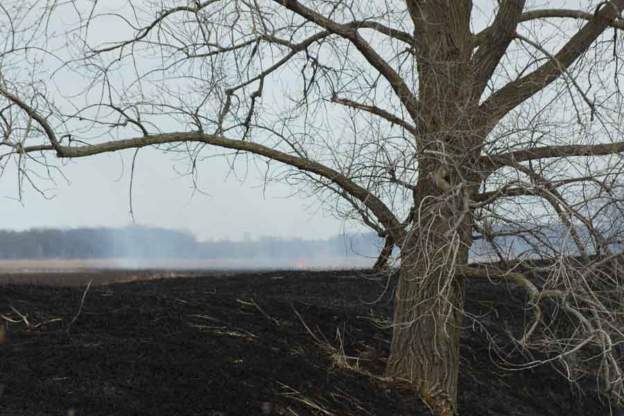 Cottonwood after fire