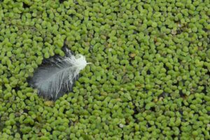 Duckweed