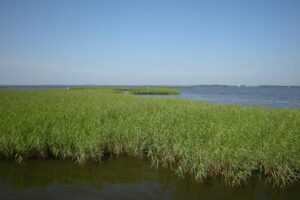 Open Water Phragmites