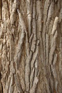 Eastern Cottonwood Bark