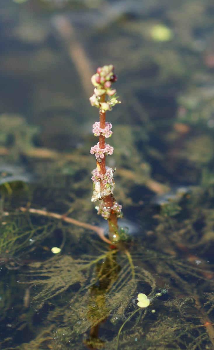 Eurasian Water-milfoil (Myriophyllum Spicatum) | Lake And Wetland ...