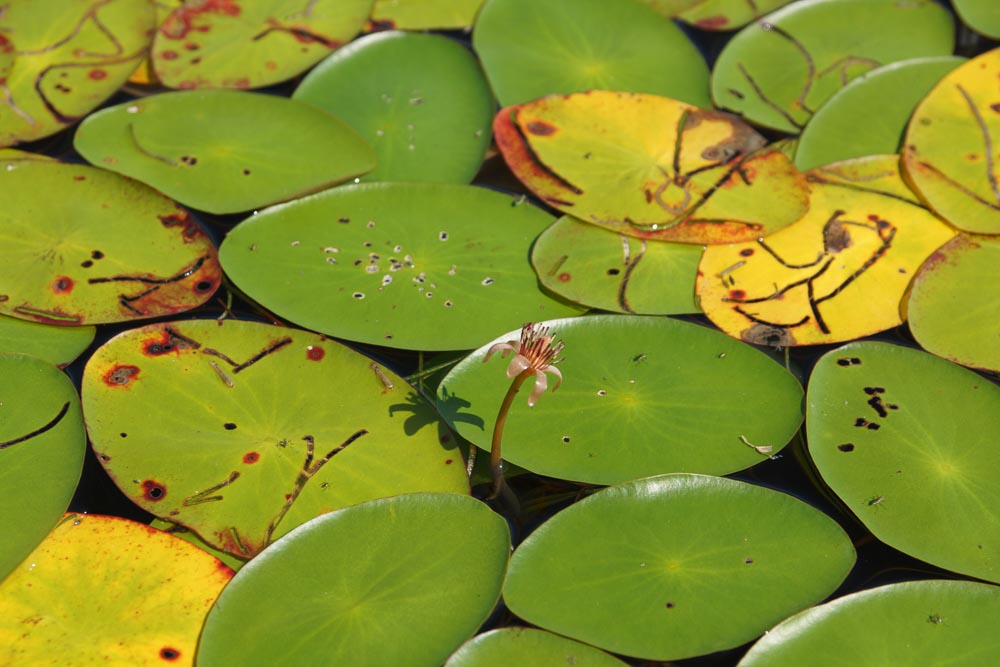 Floating Leaf Water Shield