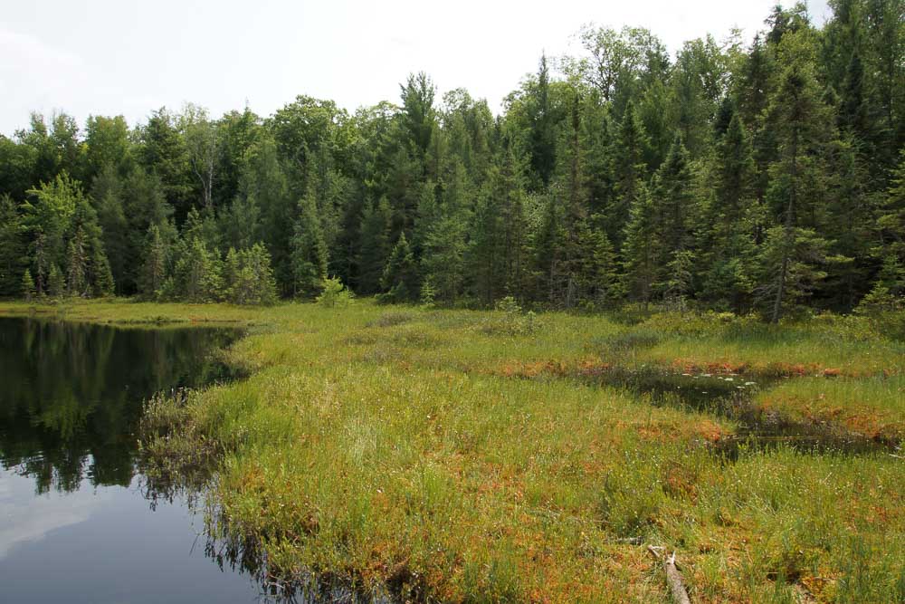 Floating Bog