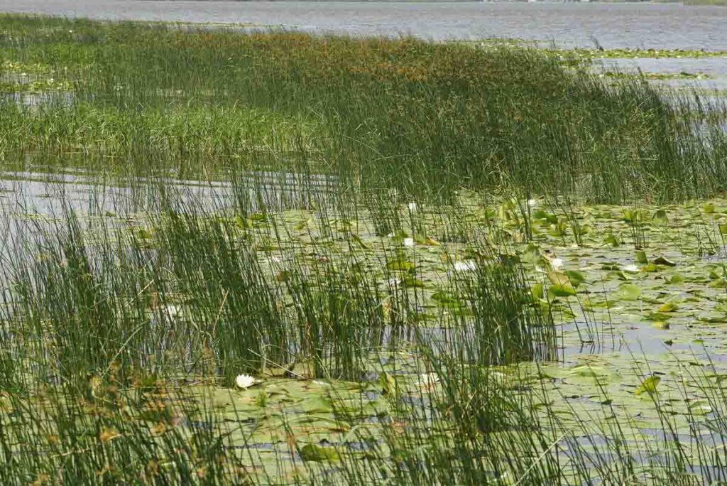 Hardstem bulrush Schoenoplectus acutus Bed