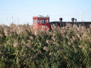 Invasive Phragmites