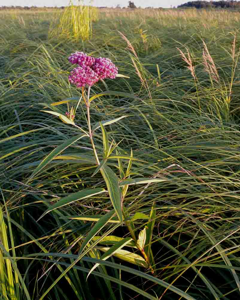 Marsh Milkweed