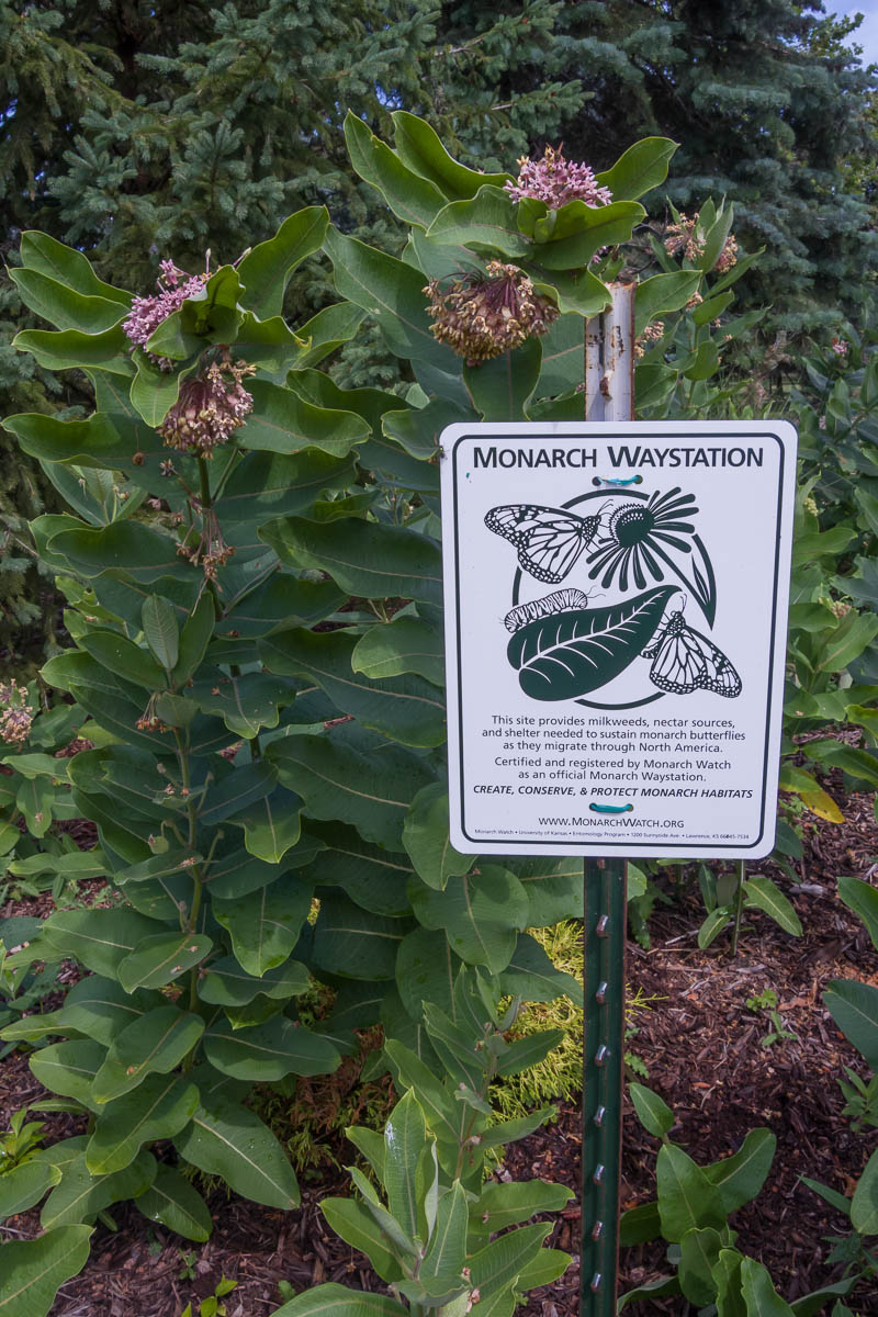 Common Milkweed (Asclepias syriaca) | Lake and Wetland Ecosystems