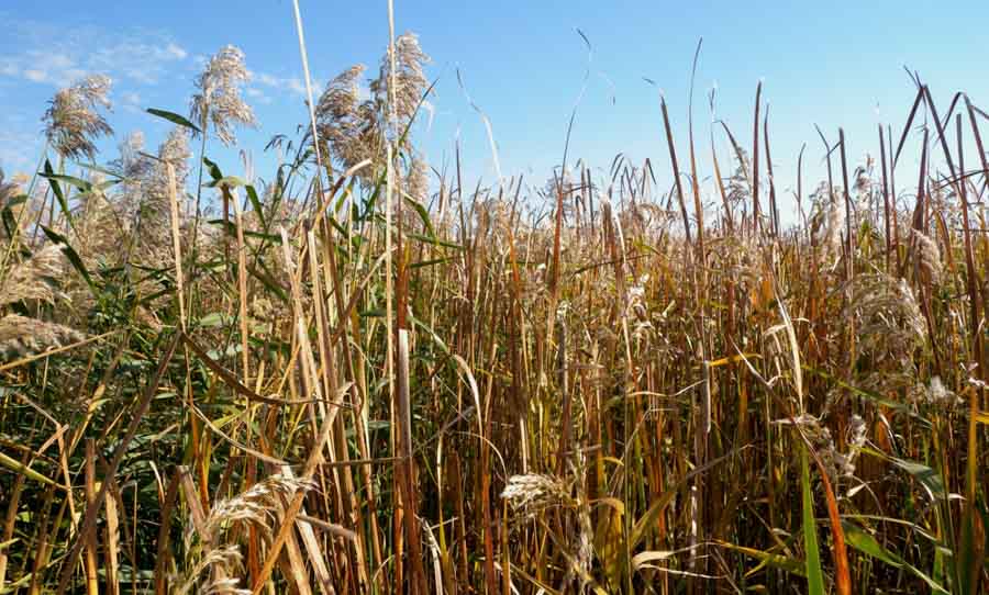 Invasive and native phragmites