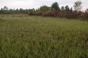 Sedge Meadow Growth after Fire