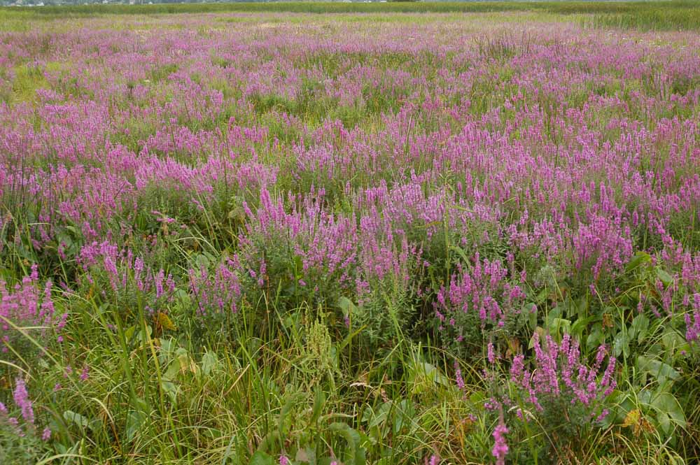 Purple Loosestrife in Sedge Meadow