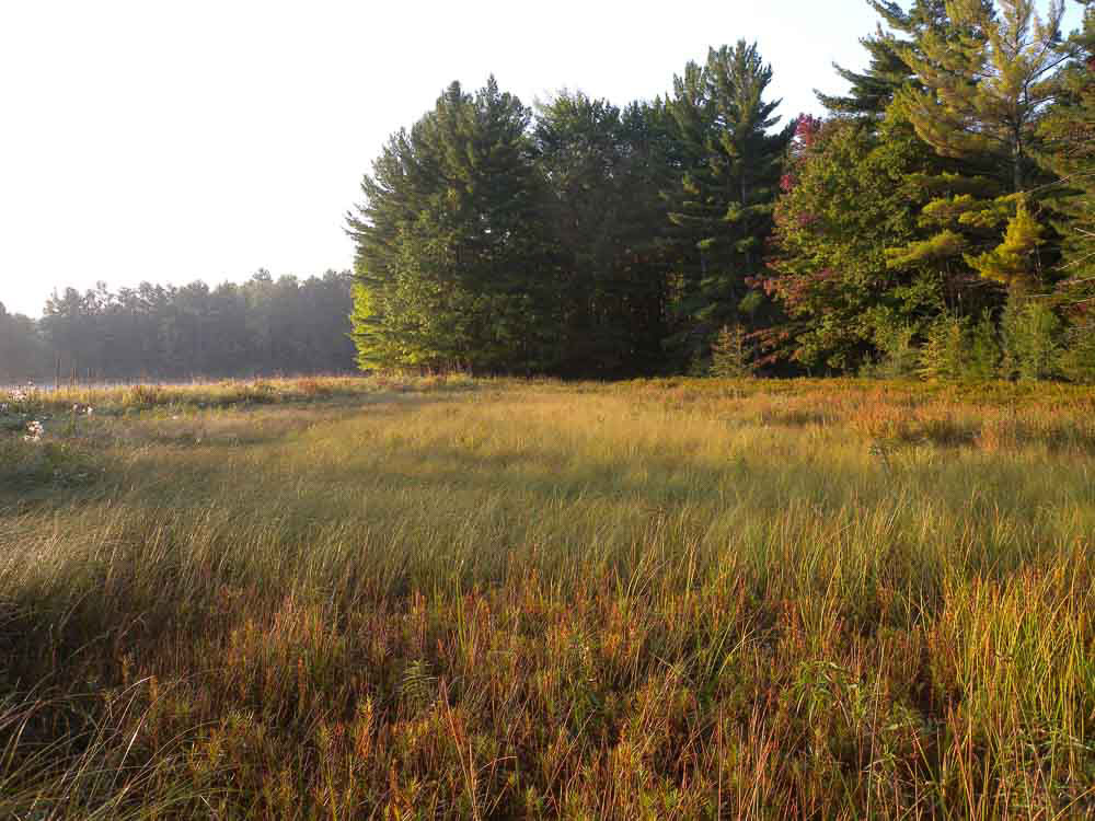 Sedge Meadow
