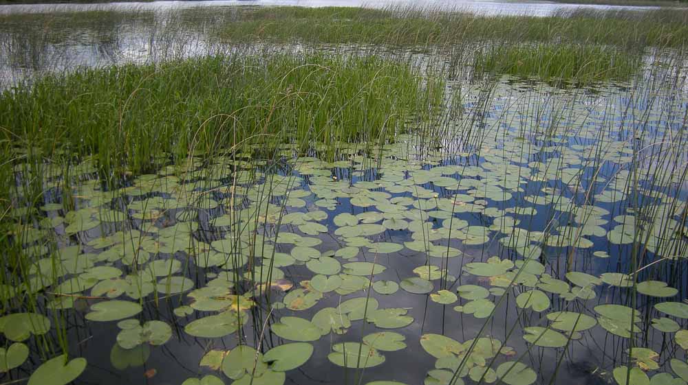 freshwater swamps