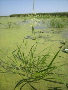 Wild Rice