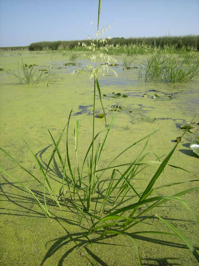 Wild Rice Zizania spp. | Lake and Wetland Ecosystems