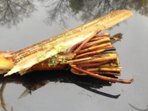 Wild Rice Roots