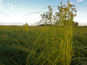 Wool Grass