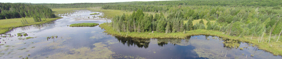 Lake and Wetland Ecosystems