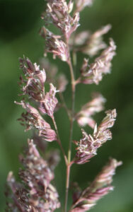 Reed Canary Grass Flower