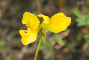 Horned Bladderwort Flower