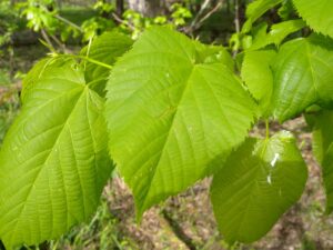 American Basswood Leaves