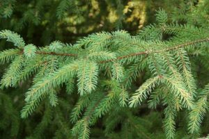 Black Spruce Needles